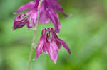 European columbine